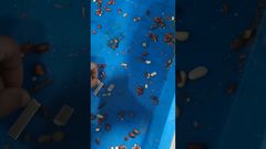 Công nghệ Unicomp - Kiểm tra X-quang thực phẩm - Lạc